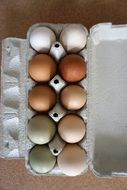 ten eggs in a tray