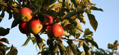 ripening apple fruits on a branch close-up on a blurred background