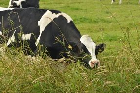 Cow relaxing