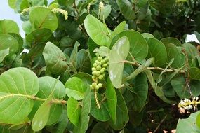 green fruits in the caribbean forests