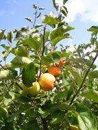 apple tree in late summer