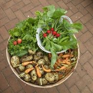 fresh vegetable harvest