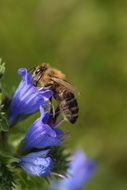 Bee on the blue flower in the spring