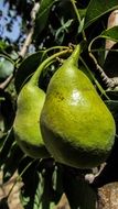 green pears on a pear branch