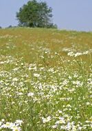 field of daisies in the spring in sunny day