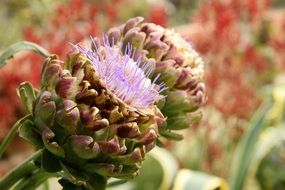 flowering artichoke