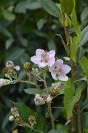Wild Blackberry
