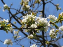 flowering cherry tree in springtime