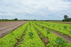 Khmer Lettuce field landscape