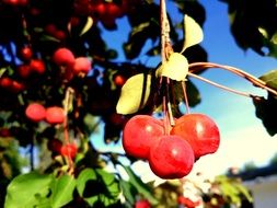 Colorful wild fruits on the tree in the light