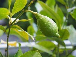 green lemon on the branch