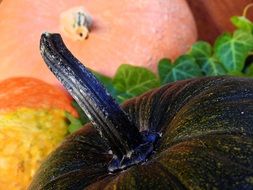 closeup of a decorative green pumpkin