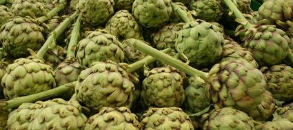 harvested artichokes