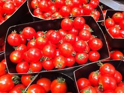 Mini red Tomato in black boxes