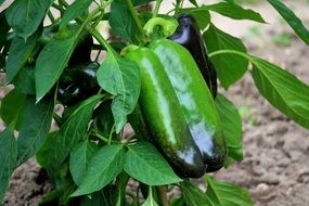 bush of green sweet pepper