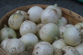 Onions White