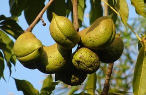 sterculia foetida tree with seed pods close-up on blurred background