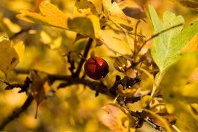 red berry on a tree in the autumn forest