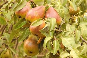ripe pears on the tree close-up