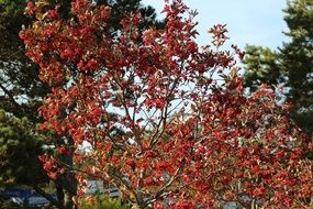 bush of rowanberries in nature