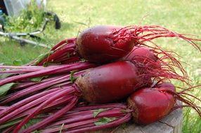 fresh beetroot