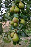 summer harvest of green pears