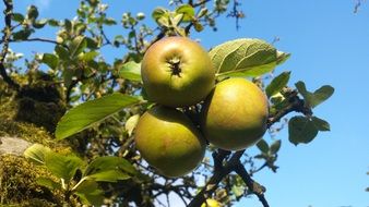 low angle view of Apple Tree in Garden