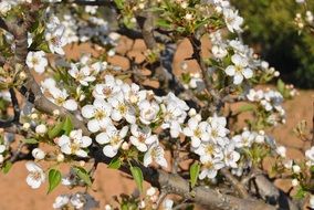 blooming fruit tree closeup