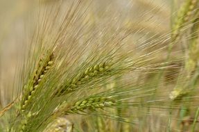 unripe barley grains