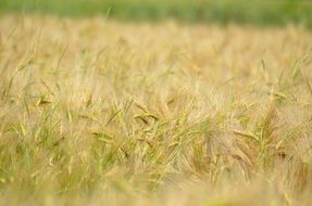 ripening barley field