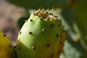 tropical Prickly Pear