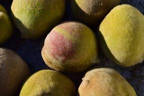 fresh green almonds close-up