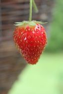 Red Nutrition Strawberry Fruits