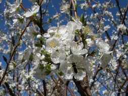 White Blossom Flower