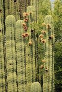 beautiful blooming cactus in Mexico