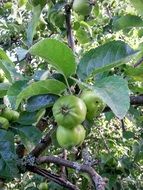 green apples in a tree garden