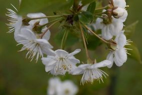 White flowers of a cherry tree close-up