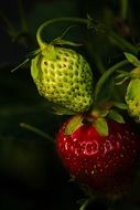 red and green strawberries in the garden