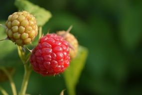 ripe and unripe Raspberries on plant, blurred green background