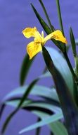 yellow iris is a marsh plant