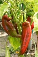 Paprika Pepper Plant on garden bed