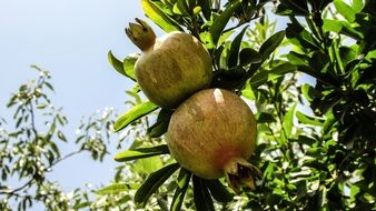 Pomegranate Fruit Tree