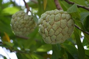 custard apple on the tree