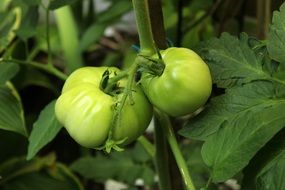 green tomatoes on a branch ripen