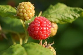 Raspberries Garden Fruit Berries