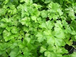 green Parsley Flat-Leaf closeup