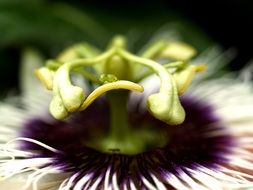 tropical passion flower closeup