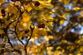 red hawthorn Berries at Autumn