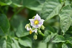 purple potato flower on the stem