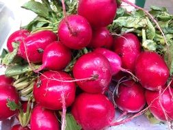 bunch of red radish on the market
